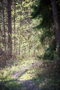 yeşil yaprakları yeşil bush bir yatak üzerinde
