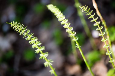 yeşil yaprakları yeşil bush bir yatak üzerinde