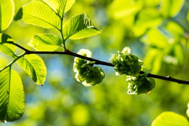Mavi gökyüzünde yeşil yapraklar