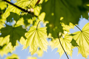 Mavi gökyüzünde yeşil yapraklar