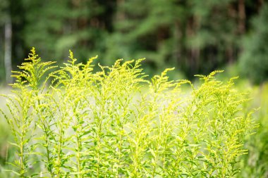 yeşil yaprakları yeşil bush bir yatak üzerinde
