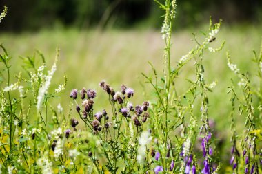 yeşil yaprakları yeşil bush bir yatak üzerinde