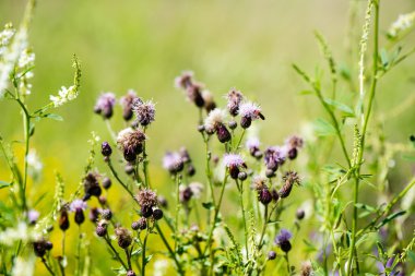 yeşil yaprakları yeşil bush bir yatak üzerinde