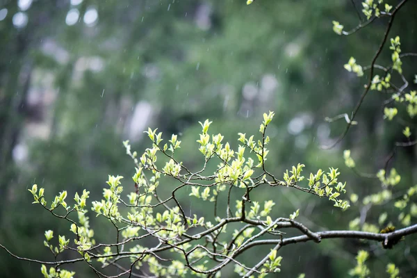 Folhas verdes em uma cama de arbusto verde — Fotografia de Stock