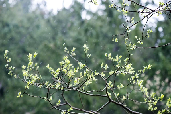 Groene bladeren op een bedje van groene bush — Stockfoto