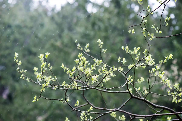 Green leaves on a bed of green bush — Stock Photo, Image