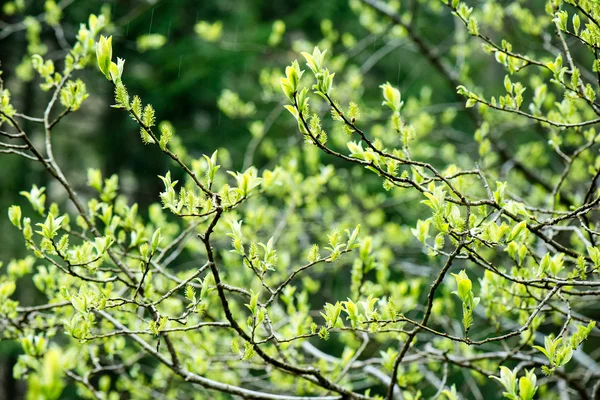 Hojas verdes sobre un lecho de arbusto verde —  Fotos de Stock