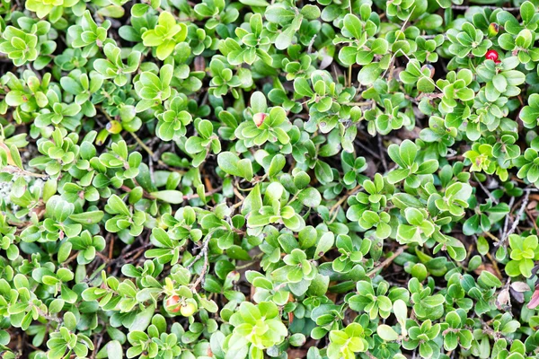 Foglie verdi su un letto di cespuglio verde — Foto Stock