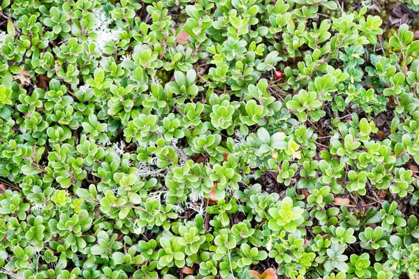 Folhas verdes em uma cama de arbusto verde — Fotografia de Stock