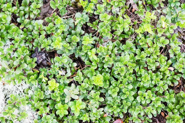 Hojas verdes sobre un lecho de arbusto verde — Foto de Stock