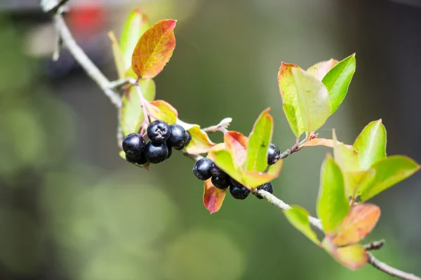 Черные ягоды на ложе из зеленого куста — стоковое фото