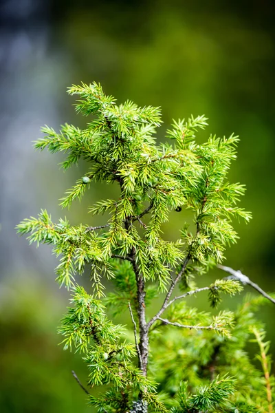 Zöld levelek, egy ágyon zöld bokor — Stock Fotó