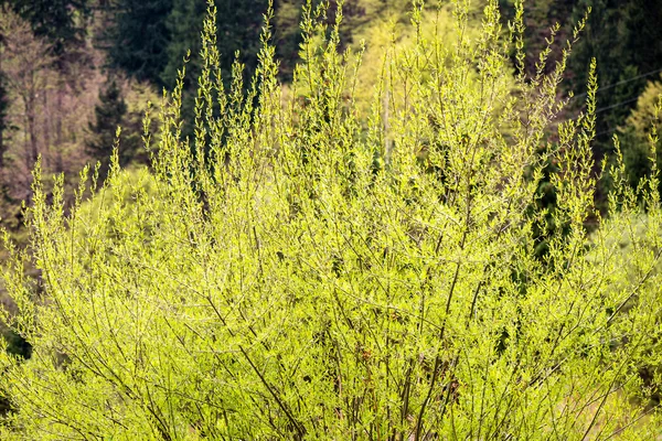 Gröna blad på en bädd av grön buske — Stockfoto