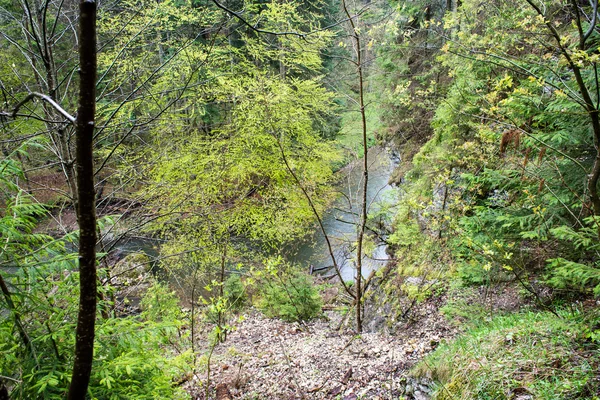 Zöld levelek, egy ágyon zöld bokor — Stock Fotó