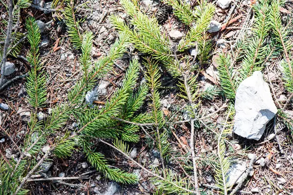 Zöld levelek, egy ágyon zöld bokor — Stock Fotó