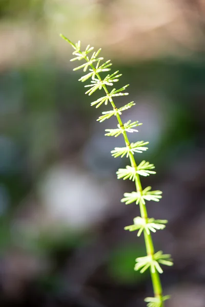 Groene bladeren op een bedje van groene bush — Stockfoto