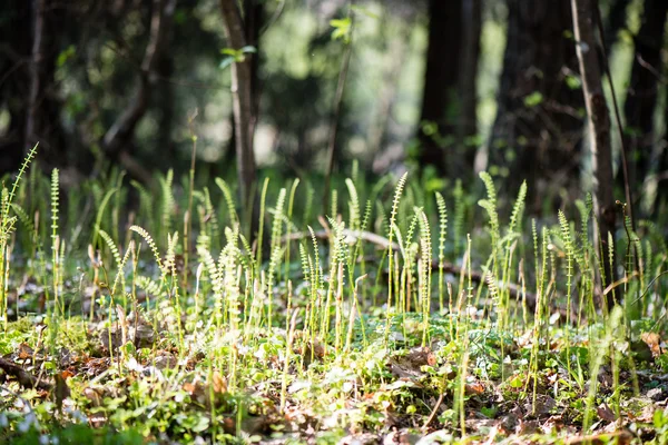 Gröna blad på en bädd av grön buske — Stockfoto