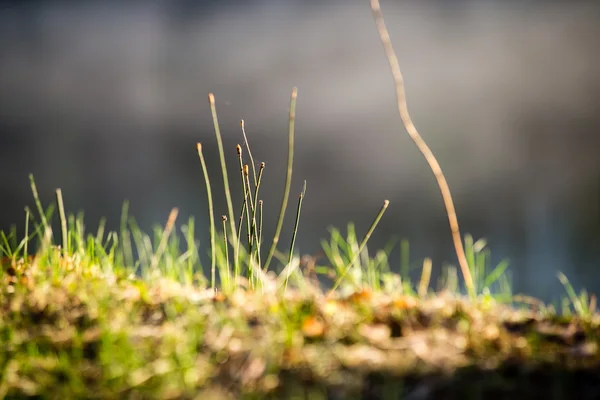 Zelené listy na lůžku ze zelené — Stock fotografie