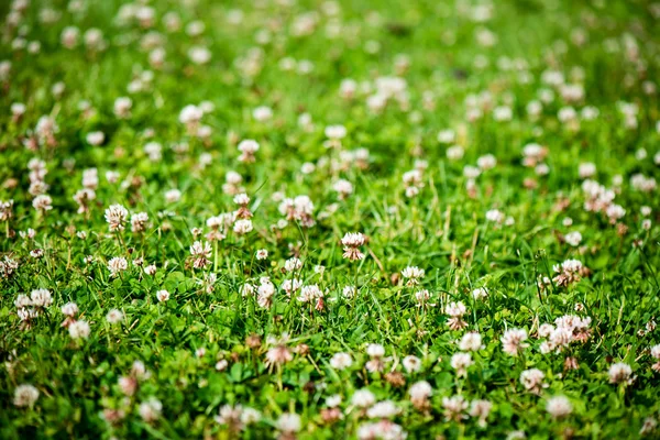 Folhas verdes em uma cama de arbusto verde — Fotografia de Stock