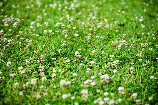 Green leaves on a bed of green bush — Stock Photo, Image