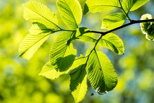 Foglie verdi su un cielo blu — Foto Stock