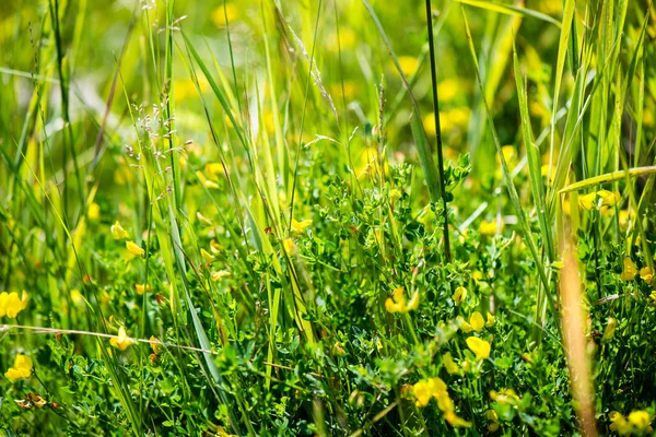 Folhas verdes em uma cama de arbusto verde — Fotografia de Stock