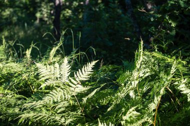 yeşil yaprakları yeşil bush bir yatak üzerinde