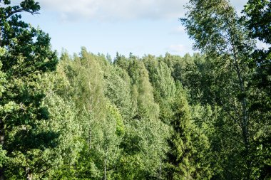 yeşil yaprakları yeşil bush bir yatak üzerinde