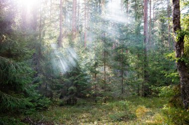 yeşil yaprakları yeşil bush bir yatak üzerinde