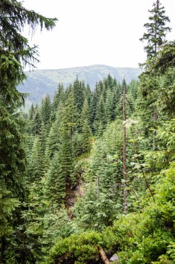 yeşil yaprakları yeşil bush bir yatak üzerinde