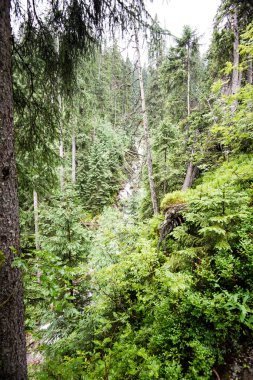 yeşil yaprakları yeşil bush bir yatak üzerinde