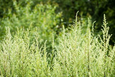 yeşil yaprakları yeşil bush bir yatak üzerinde
