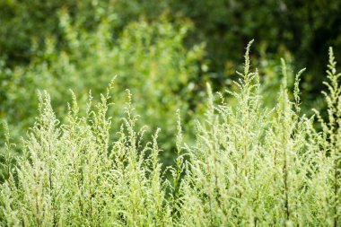 yeşil yaprakları yeşil bush bir yatak üzerinde