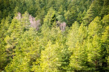 yeşil yaprakları yeşil bush bir yatak üzerinde