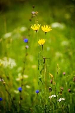 yeşil yaprakları yeşil bush bir yatak üzerinde