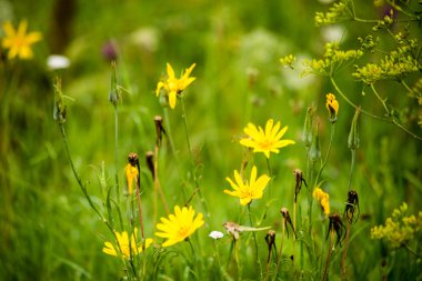 yeşil yaprakları yeşil bush bir yatak üzerinde