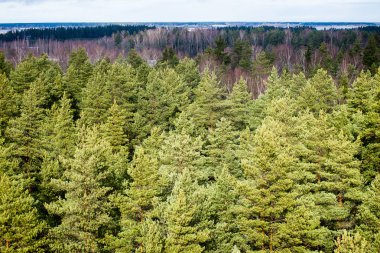 yeşil yaprakları yeşil bush bir yatak üzerinde