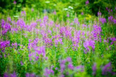 yeşil yaprakları yeşil bush bir yatak üzerinde