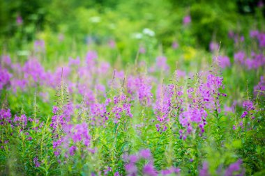 yeşil yaprakları yeşil bush bir yatak üzerinde