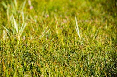 yeşil yaprakları yeşil bush bir yatak üzerinde