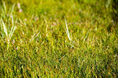 yeşil yaprakları yeşil bush bir yatak üzerinde