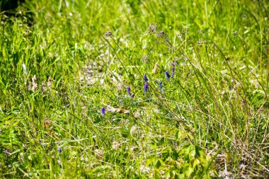 yeşil yaprakları yeşil bush bir yatak üzerinde