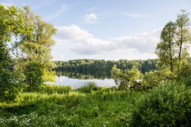 yeşil yaprakları yeşil bush bir yatak üzerinde