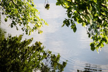 yeşil yaprakları yeşil bush bir yatak üzerinde