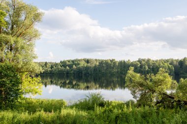 yeşil yaprakları yeşil bush bir yatak üzerinde