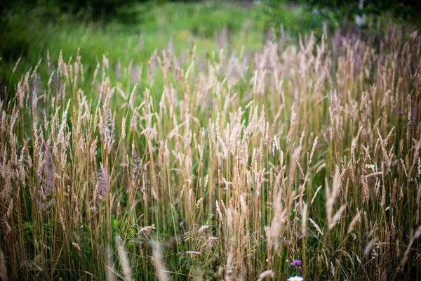 Gröna blad på en bädd av grön buske — Stockfoto