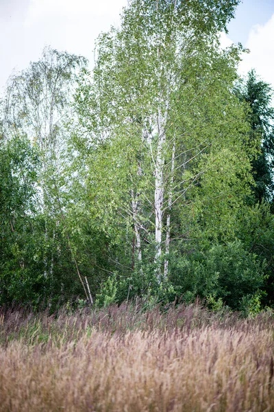Feuilles vertes sur un lit de buisson vert — Photo