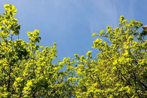 Foglie verdi su un cielo blu — Foto Stock