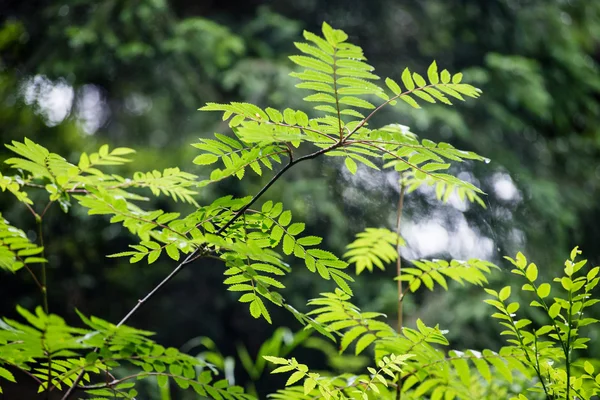 Зеленые листья на зеленом кусте — стоковое фото