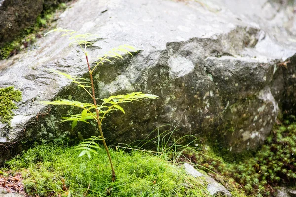 Groene bladeren op een bedje van groene bush — Stockfoto